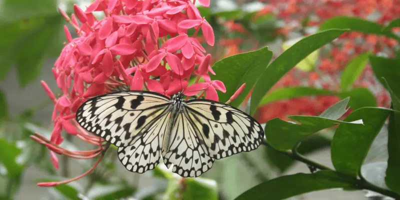 penang papillon malaisie en famille
