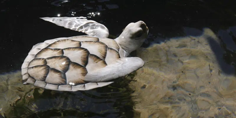 tortue bentota sri lanka