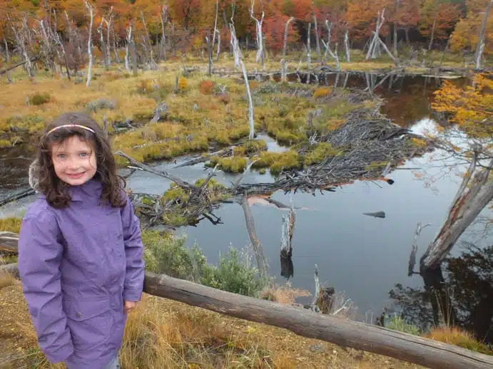 Luna qui regarde la maison des castors (en hibernation à ce moment-là !)