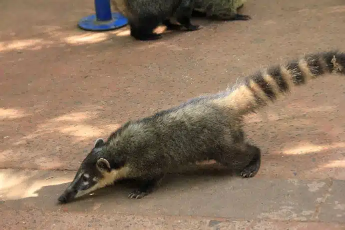 Les coatis s’approchent de nous très près, attention au pique-nique !