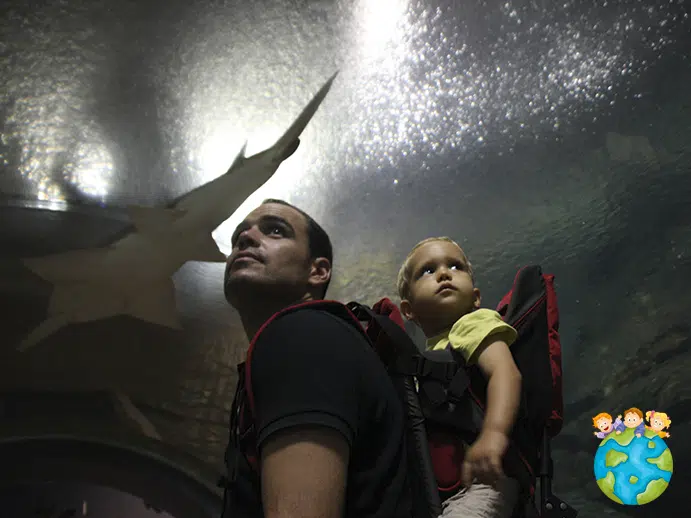 Requin Petits Globetrotteurs