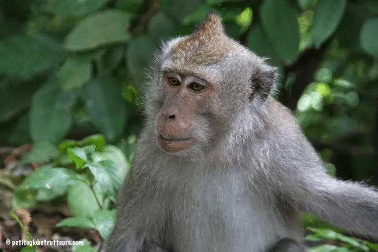 Lombok avec enfant : forêt singes