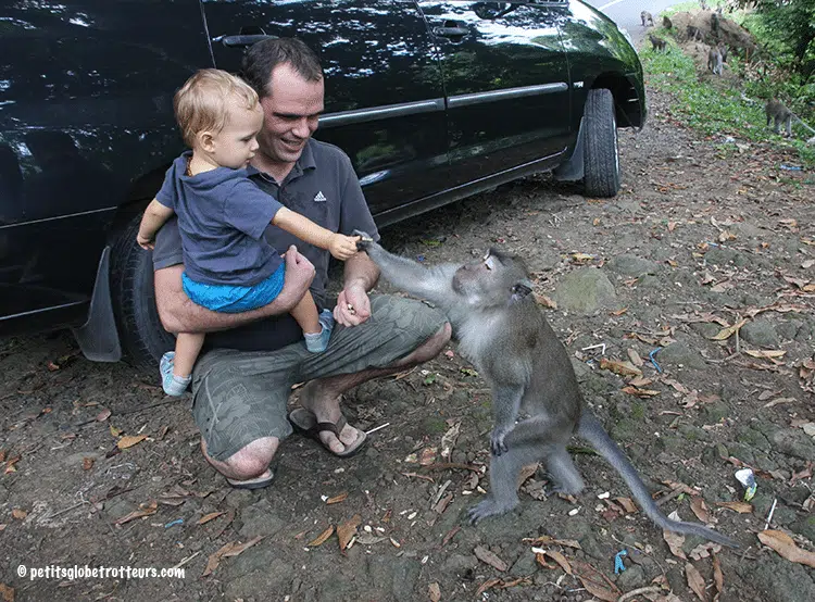 Singe Lombok Petits Globetrotteurs