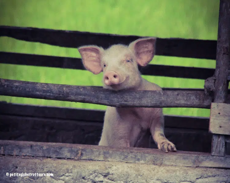 Cochon à Toba
