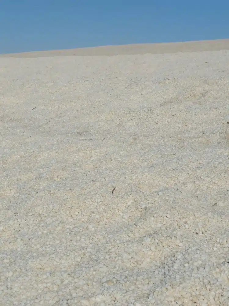 Shell Beach