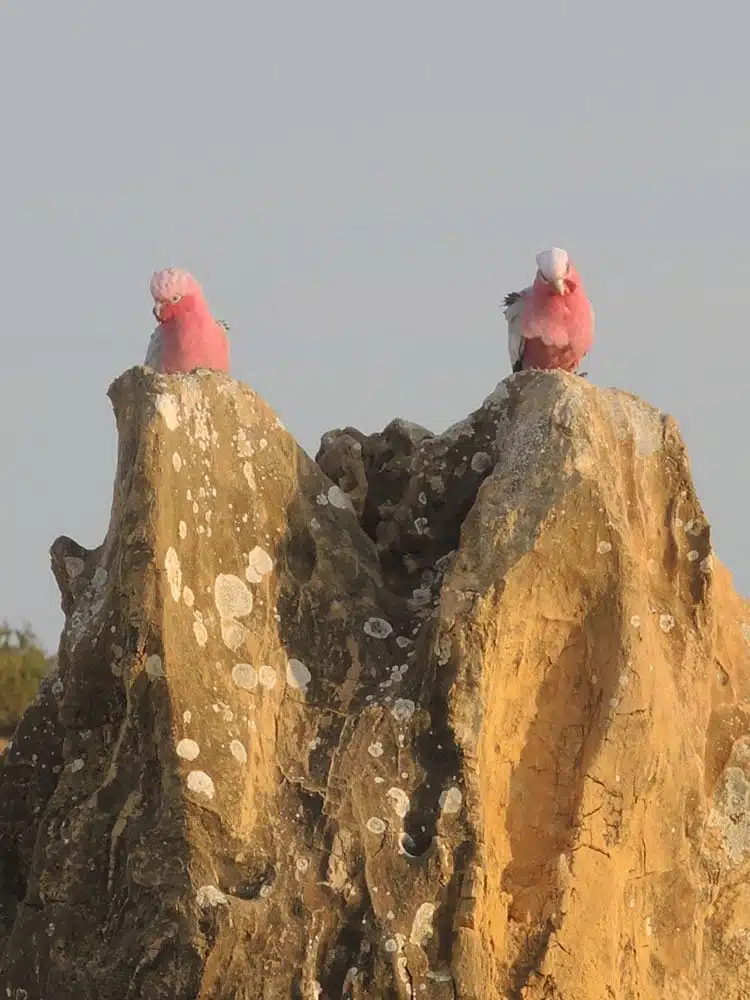 Désert Pinnacles Australie Enfants