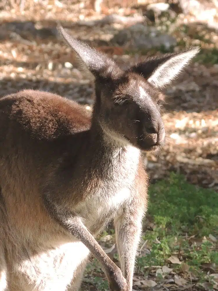 Parc national de Yancep - Australie enfants
