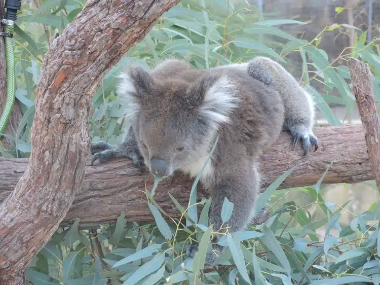 Parc national de Yancep - Australie enfants