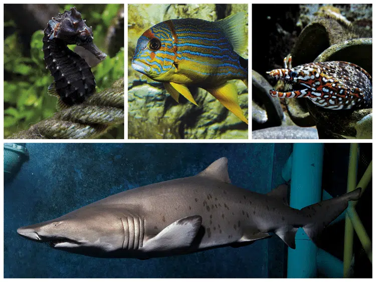 Aquarium de St Malo
