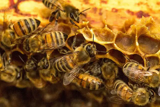 Abeille Gatinais