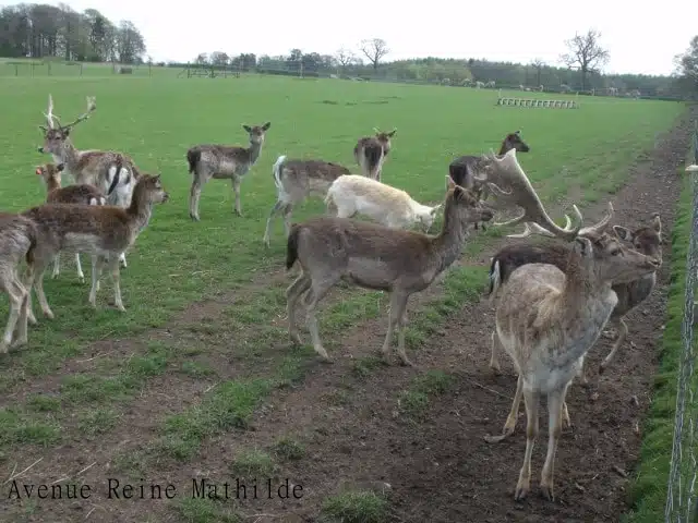 Cerfs