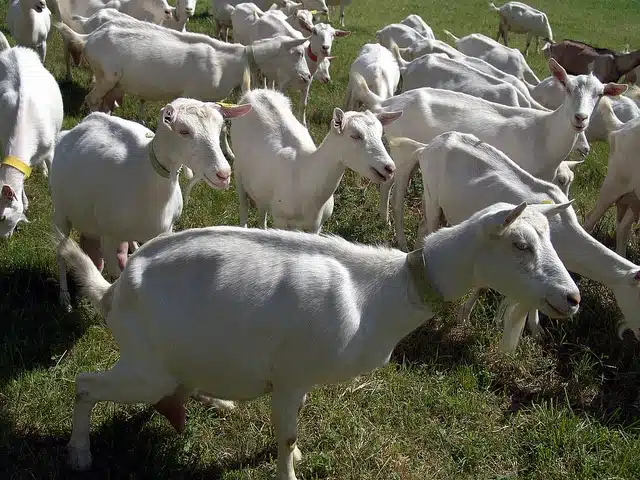 Chèvres