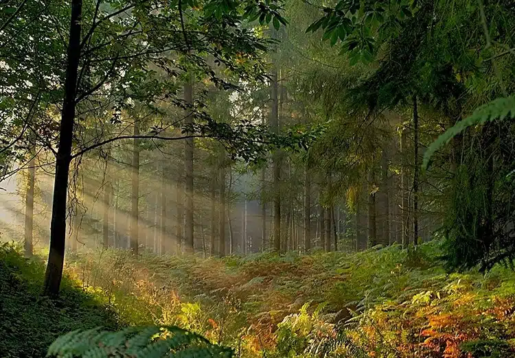 Forêt de Brocéliande