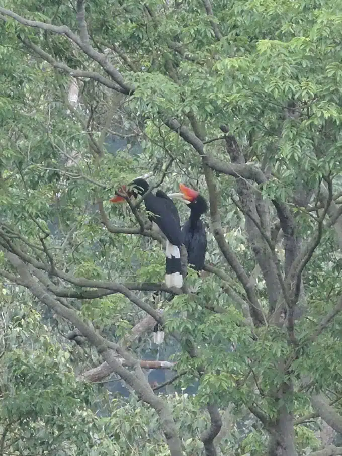 rainforest treehouse malaisie