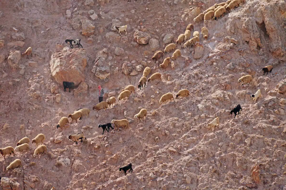 route mer morte jordanie en famille