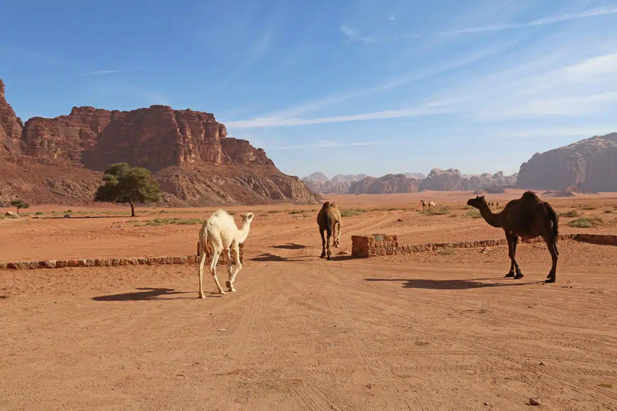 d&eacute;sert du wadi rum en famille