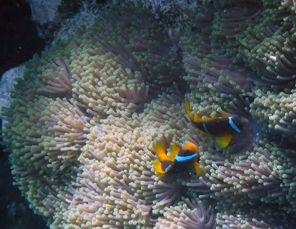 photo appareil &eacute;tanche poisson clown