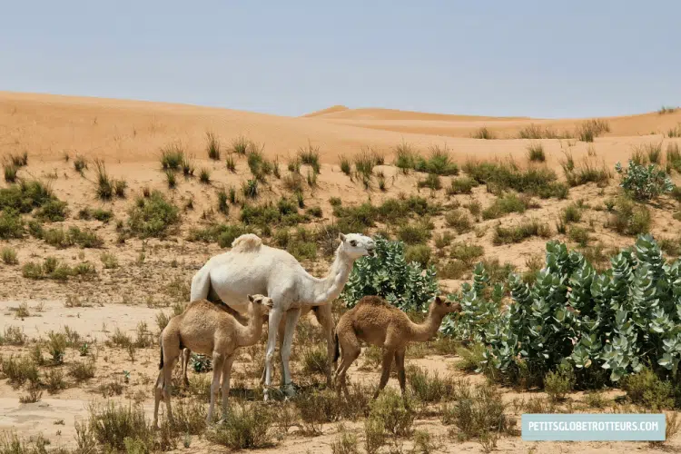 d&eacute;sert umm al quwain