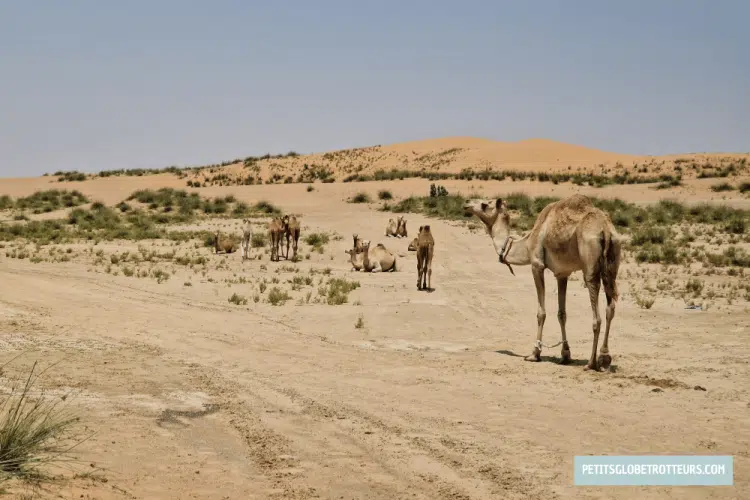 escapade umm al quwain en famille