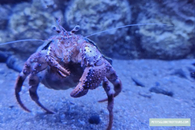 khor kalba mangrove center fujairah