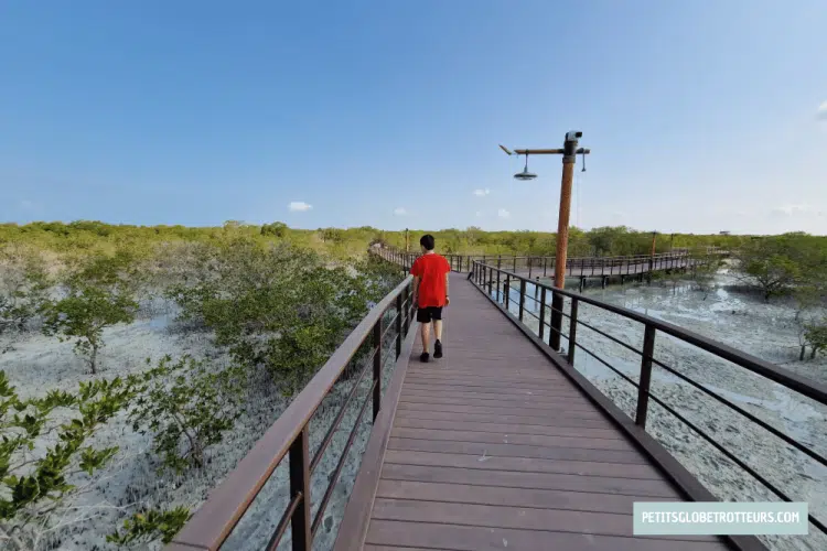 jubail mangrove en famille &agrave; abu dhabi