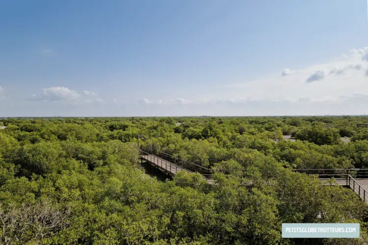 vue sur la mangrove &agrave; jubail abu dhabi