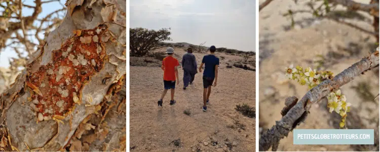 wadi dawkah encens oman enfants