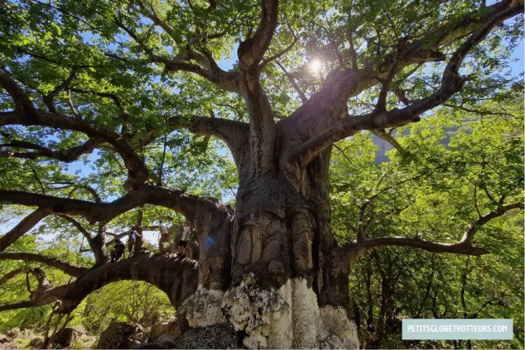 salalah en famille for&ecirc;t de baobab