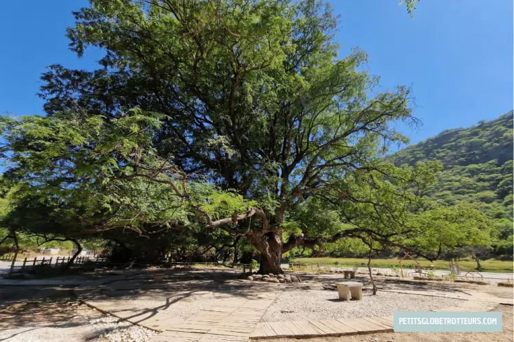 salalah en famille vieil arbre proche de wadi darbat