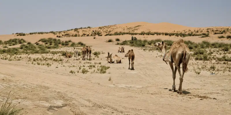 emirat de umm al quwain en famille