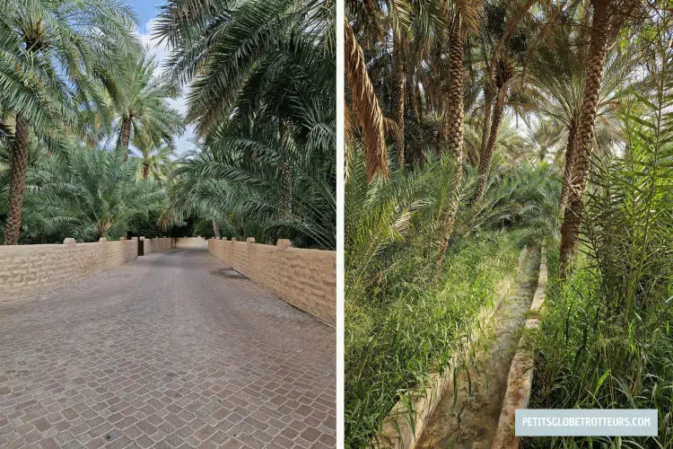 palmeraie de al ain