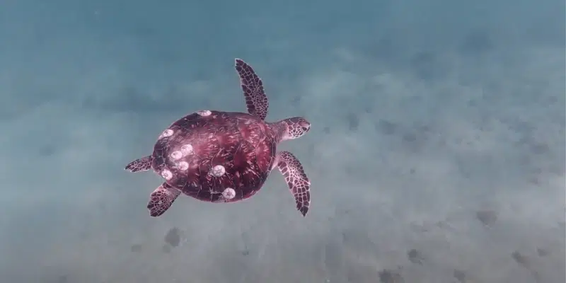 plongée tortues aux emirats, pas que dubai